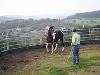 Faszination Roundpen