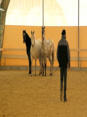 Freiheitsdressur in der Halle