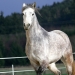Die 6-j&auml;hrige Freiberger-Lipizzaner  Stute "Carina"