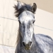Die 4-j&auml;hrige Freiberger-Lipizzaner Stute "Zoe"