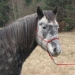 Die 7-j&auml;hrige Morgan Partbred Mix Stute "Shira"