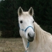 Die 17-j&auml;hrige Shagya-Haflinger Mix Stute "Zitha"