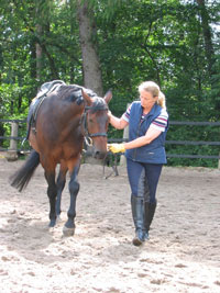 Ranch-Reiter Reitkurs - erste Lektionen am Boden