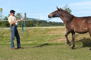 Antischrecktraining die Sprühflasche