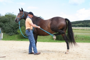Horsemanshiptraining Akzeptanz der Seilschlinge
