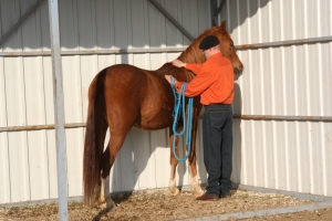 Horsemanship Kontaktaufnahme