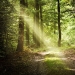 Lassen Sie sich von den heimischen Waldwegen verzaubern (Foto: Ernst Bhm)