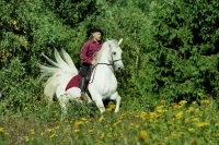 Reiten in Wald und Wiese