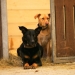 Die Hunde sind auch fasziniert vom Springen