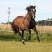 Peter's Pferd, der 32-jährige Welsh-Cob "Kltzchen"