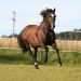 Der 32-jährige Welsh-Cob "Kltzchen"