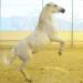 Die 31-jährige Shagya-Haflinger Mix Stute "Zitha" (Foto: Eva Wiesner)