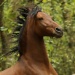 Steffi's Pferd, der 15-jährige Spanier "Campero" (Foto: Malous Fotografie)