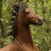 Der 16-jährige Spanier "Campero" (Foto: Malous Fotografie)
