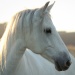 Die 18-jährige Freiberger-Lipizzaner Stute "Zoe" (Foto: Malous Fotografie)