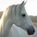 Steffi's Pferd, die 17-jährige Freiberger-Lipizzaner Stute "Zoe" (Foto: Malous Fotografie)