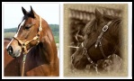 Halfter von Hamilton & Barefoot