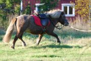 Trekker Sattel Pony Luxus